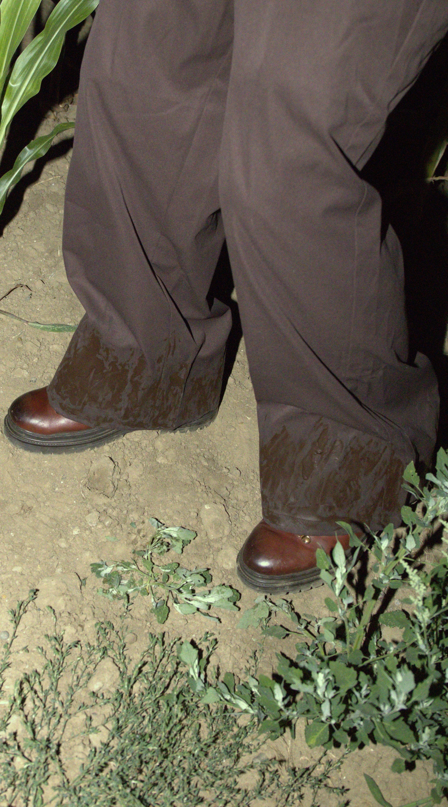 Field-treated wide chino in light brown - AKTOBE