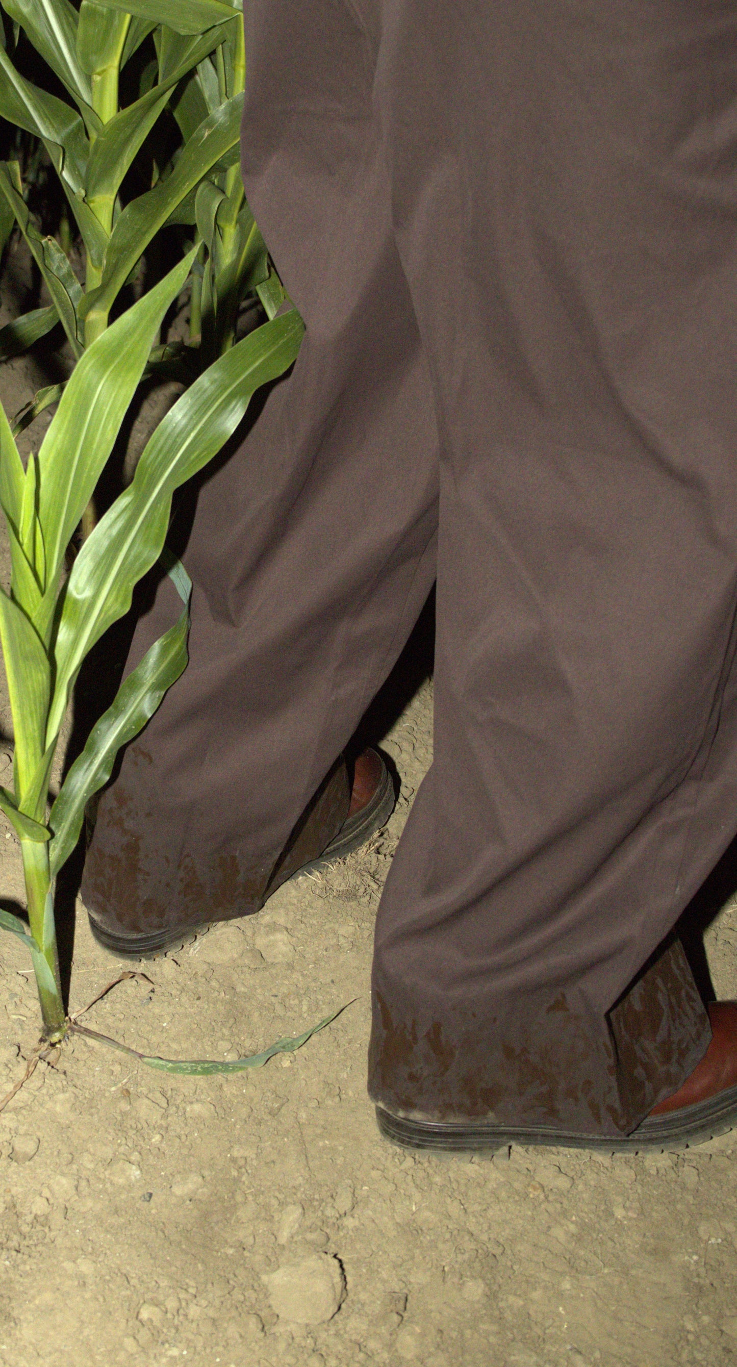 Field-treated wide chino in light brown - AKTOBE